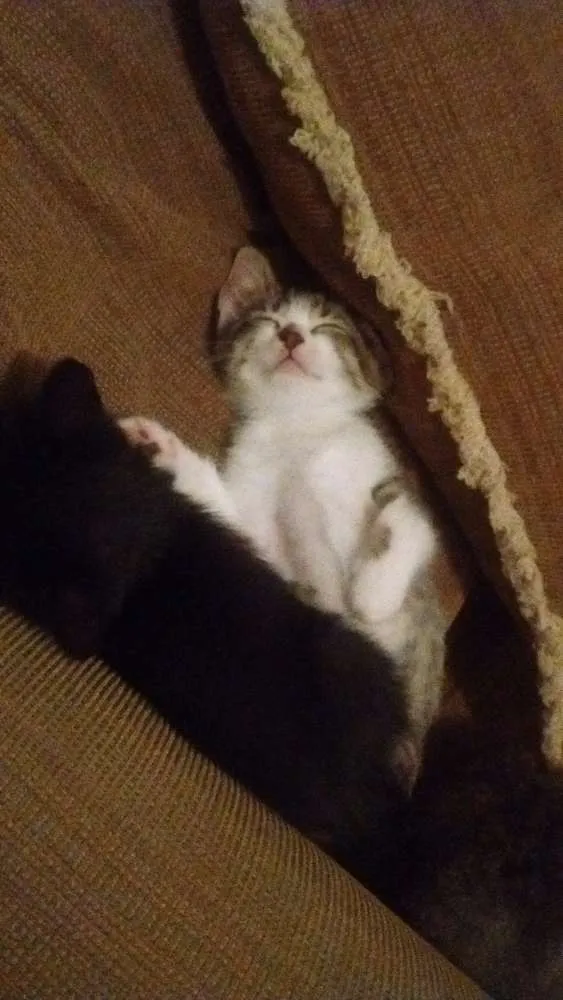 Gato ra a Srd idade 2 a 6 meses nome Gatinho