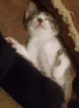 Gatinho