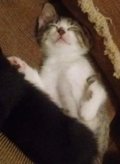 Gato ra a Srd idade 2 a 6 meses nome Gatinho
