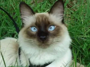 Gato raça Siamês idade 2 anos nome Mutz
