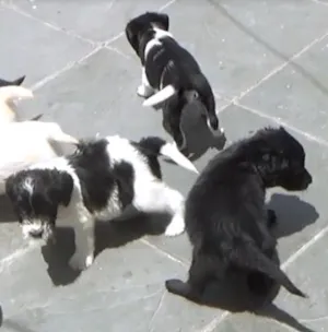 Cachorro raça SRD idade Abaixo de 2 meses nome Filhotes