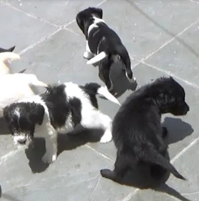 Cachorro ra a SRD idade Abaixo de 2 meses nome Filhotes