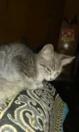 Tigrinho