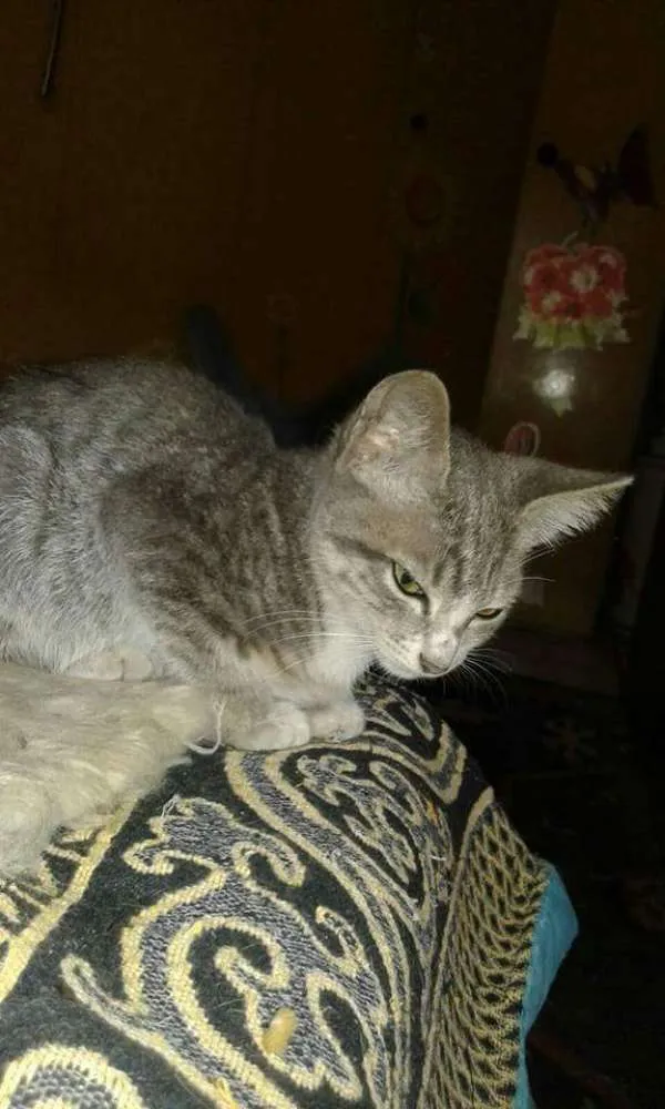 Gato ra a SRD idade 2 a 6 meses nome Tigrinho