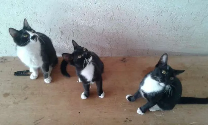 Gato ra a VIRA - LATA  idade 2 a 6 meses nome FILHOTES