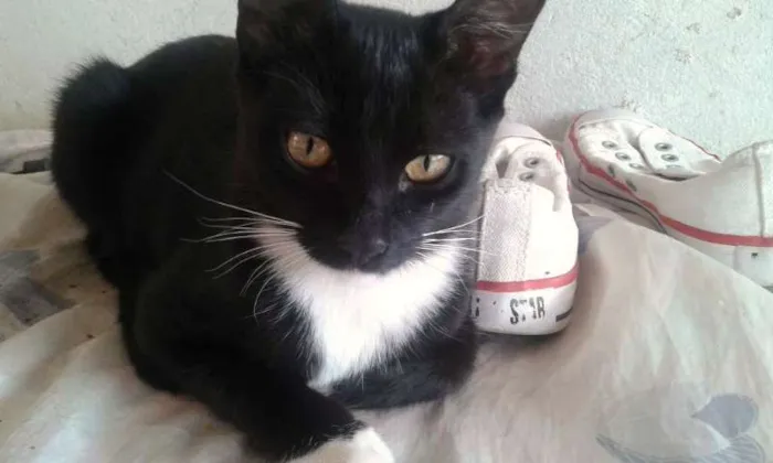Gato ra a VIRA - LATA  idade 2 a 6 meses nome FILHOTES
