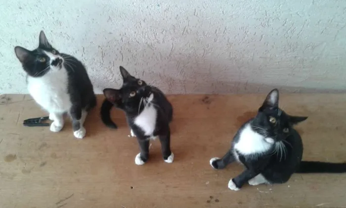Gato ra a VIRA LATA idade 2 a 6 meses nome FILHOTES