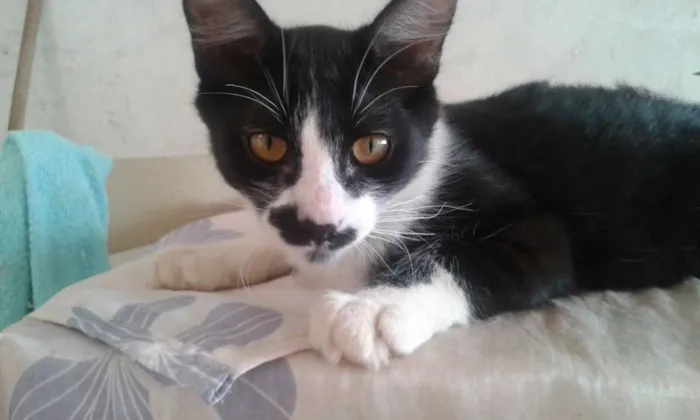 Gato ra a VIRA LATA idade 2 a 6 meses nome FILHOTES