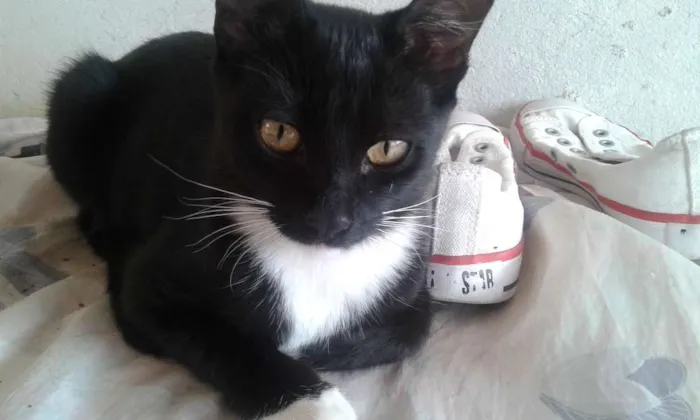 Gato ra a VIRA LATA idade 2 a 6 meses nome FILHOTES