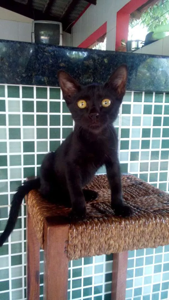 Gato ra a  idade 2 a 6 meses nome não tem