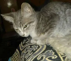 Gato raça SRD idade 2 a 6 meses nome Tigrinho