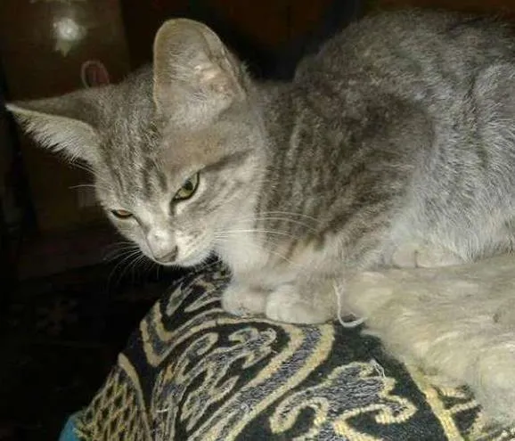 Gato ra a SRD idade 2 a 6 meses nome Tigrinho