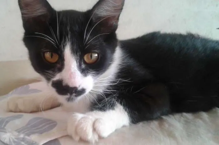Gato ra a VIRA LATA idade 2 a 6 meses nome FILHOTES