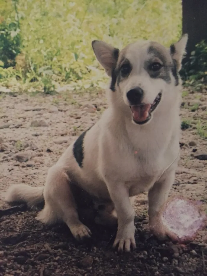 Cachorro ra a Mestiço  idade 5 anos nome Rex