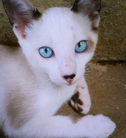 Gato ra a Sialata idade 2 a 6 meses nome Poá