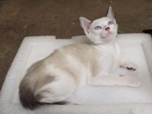 Gato ra a Sialata idade 2 a 6 meses nome Poá