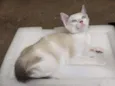 Poá