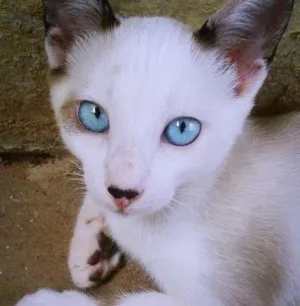Gato raça Sialata idade 2 a 6 meses nome Poá