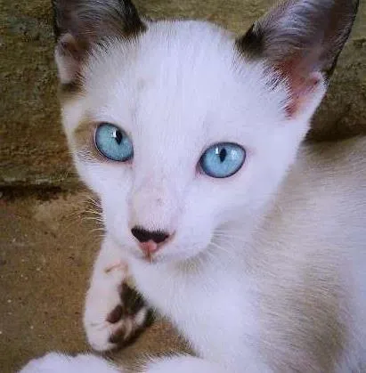 Gato ra a Sialata idade 2 a 6 meses nome Poá