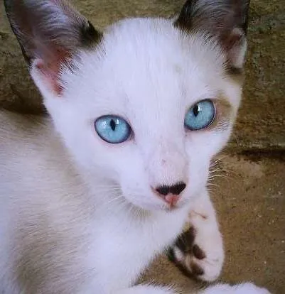 Gato ra a Sialata idade 2 a 6 meses nome Poá