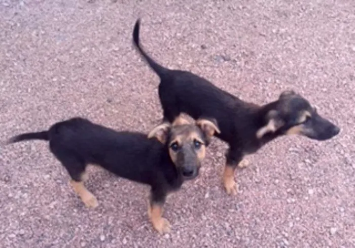Cachorro ra a indefinida idade 2 a 6 meses nome Filhote 1