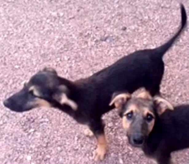 Cachorro ra a indefinida idade 2 a 6 meses nome Filhote 1