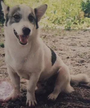 Cachorro raça Mestiço  idade 5 anos nome Rex