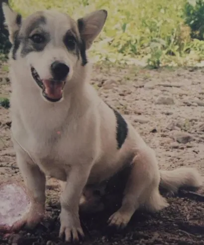 Cachorro raça Mestiço  idade 5 anos nome Rex