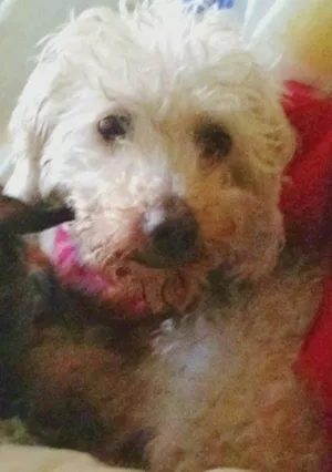 Cachorro raça Poodle ou quase isso. idade 6 ou mais anos nome Sasha