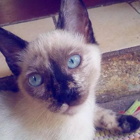 Gato ra a Sialata idade 2 a 6 meses nome Ororo