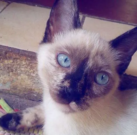 Gato ra a Sialata idade 2 a 6 meses nome Ororo