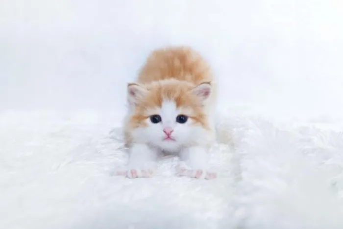 Gato ra a vira lata idade Abaixo de 2 meses nome sem nome