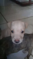 FILHOTES