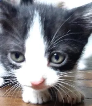 Gato ra a  idade Abaixo de 2 meses nome Sem nome 