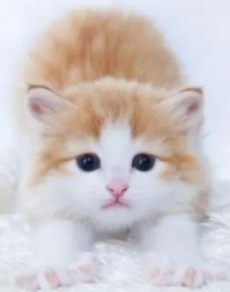 Gato ra a vira lata idade Abaixo de 2 meses nome sem nome