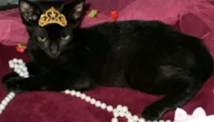 Gato raça Indefinida idade 2 a 6 meses nome Jolly e Marry