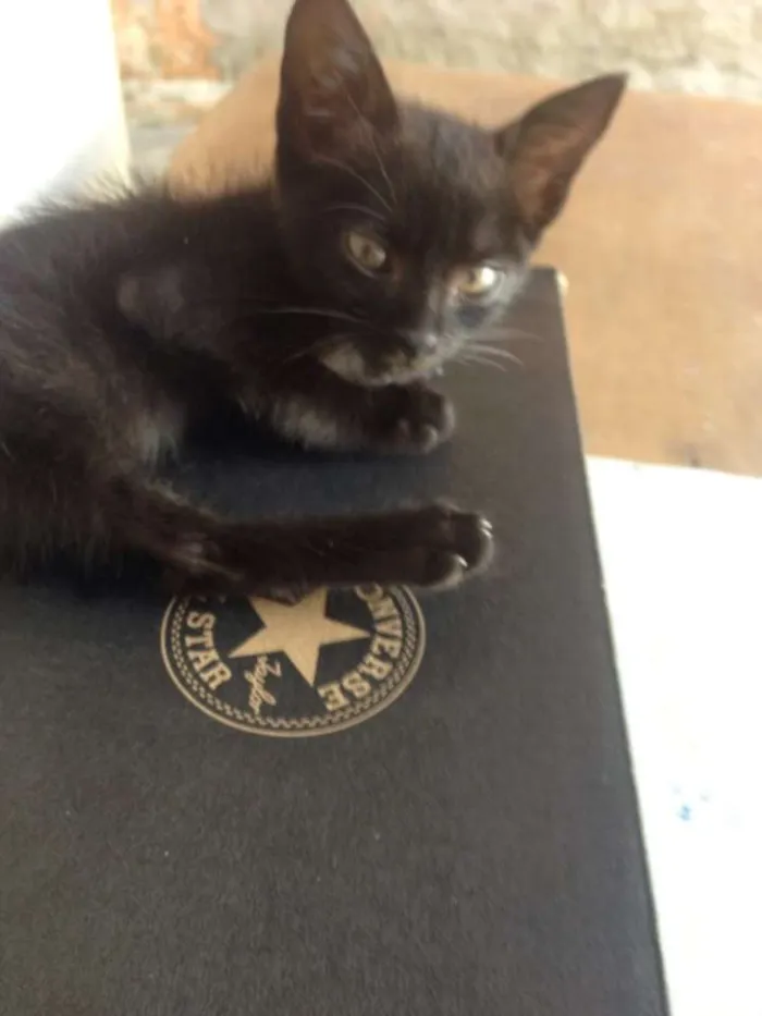 Gato ra a  idade Abaixo de 2 meses nome Lorde