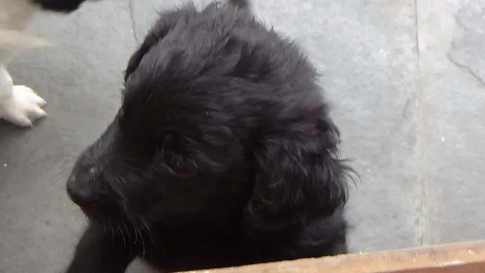 Cachorro ra a SRD idade Abaixo de 2 meses nome Filhotes