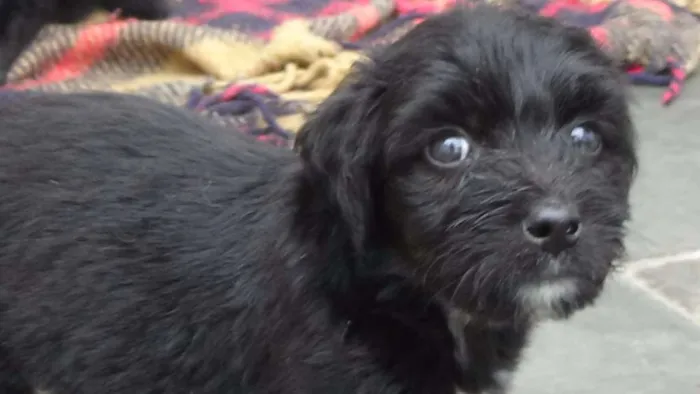 Cachorro ra a SRD idade Abaixo de 2 meses nome Filhotes