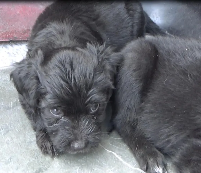 Cachorro ra a SRD idade Abaixo de 2 meses nome Filhotes