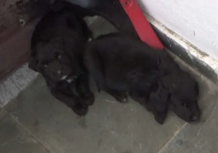 Cachorro ra a SRD idade Abaixo de 2 meses nome Filhotes