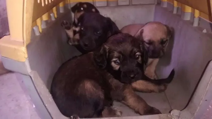 Cachorro ra a Vira lata idade Abaixo de 2 meses nome Sem nome