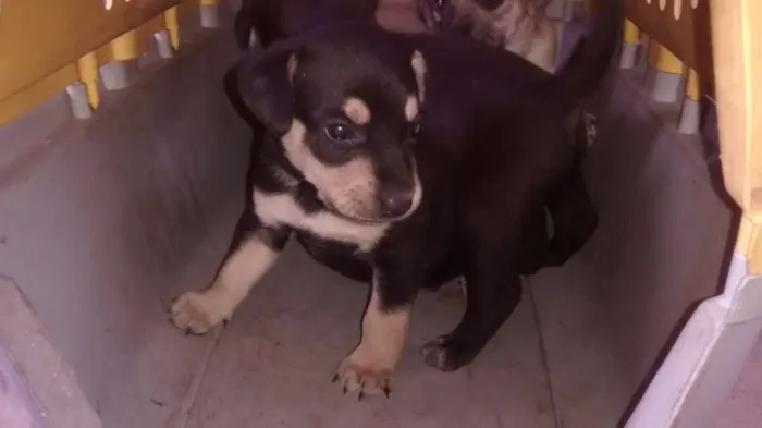 Cachorro ra a Vira lata idade Abaixo de 2 meses nome Sem nome