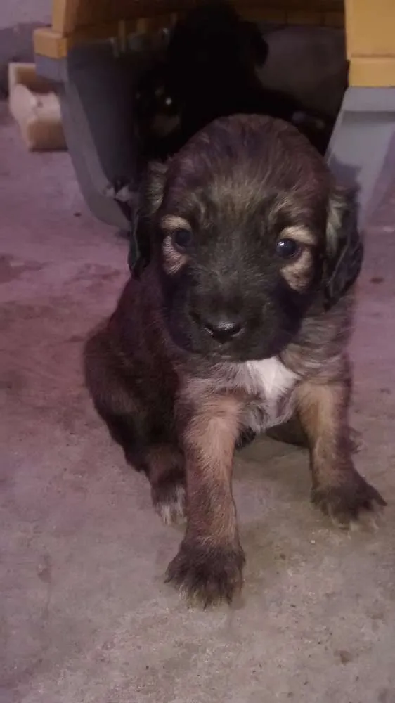 Cachorro ra a Vira lata idade Abaixo de 2 meses nome Sem nome