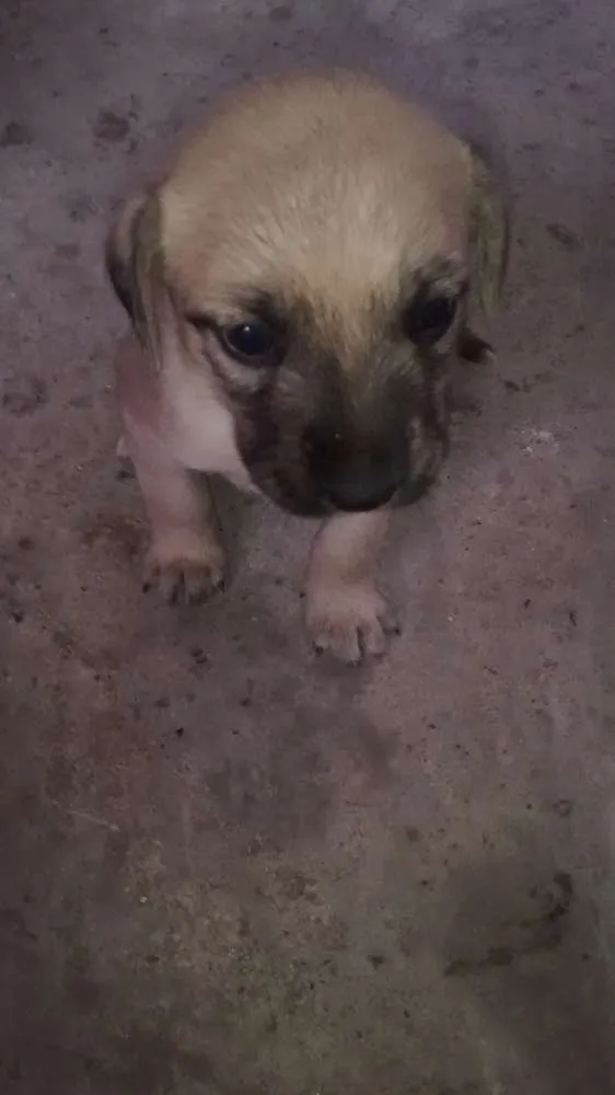 Cachorro ra a Vira lata idade Abaixo de 2 meses nome Sem nome