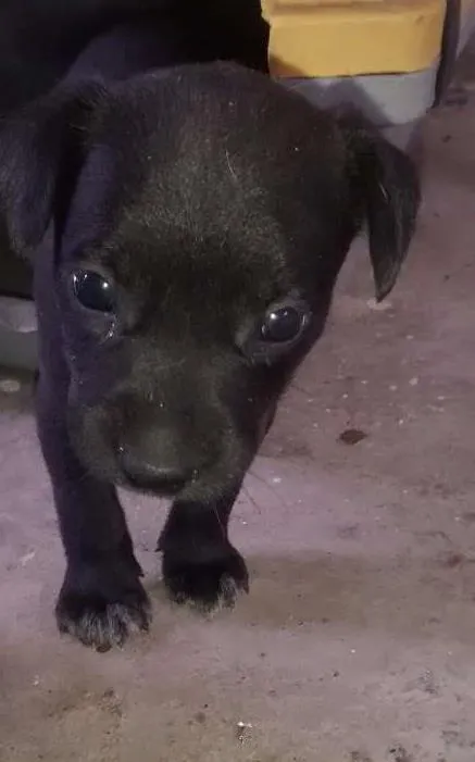 Cachorro ra a Vira lata idade Abaixo de 2 meses nome Sem nome