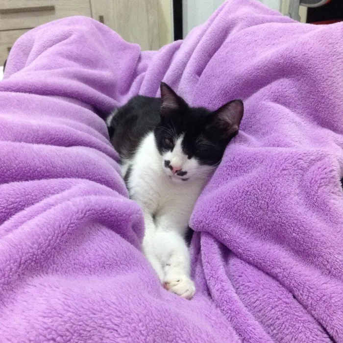 Gato ra a  idade 7 a 11 meses nome Stelinha 