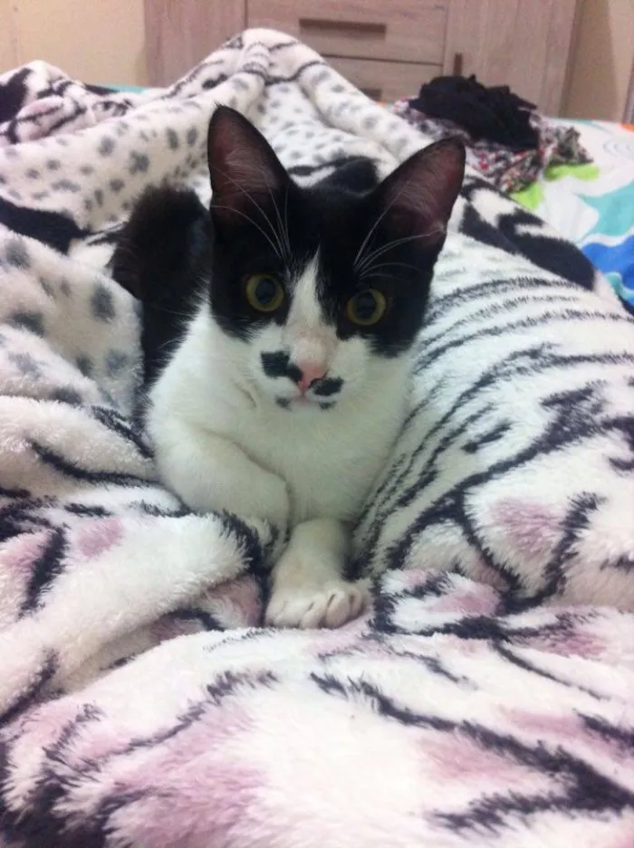 Gato ra a  idade 7 a 11 meses nome Stelinha 