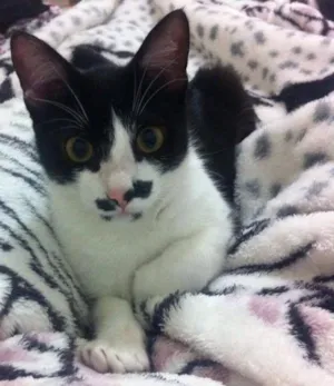 Gato raça  idade 7 a 11 meses nome Stelinha 