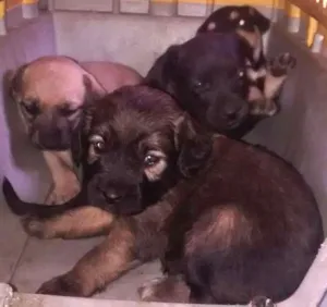 Cachorro raça Vira lata idade Abaixo de 2 meses nome Sem nome